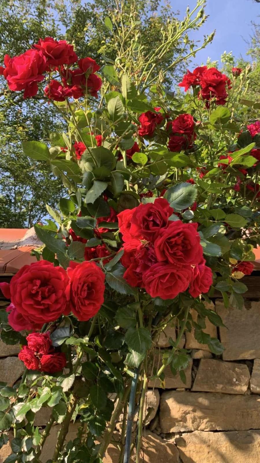 Kesta Za Gosti Roza Villa Elena Dış mekan fotoğraf