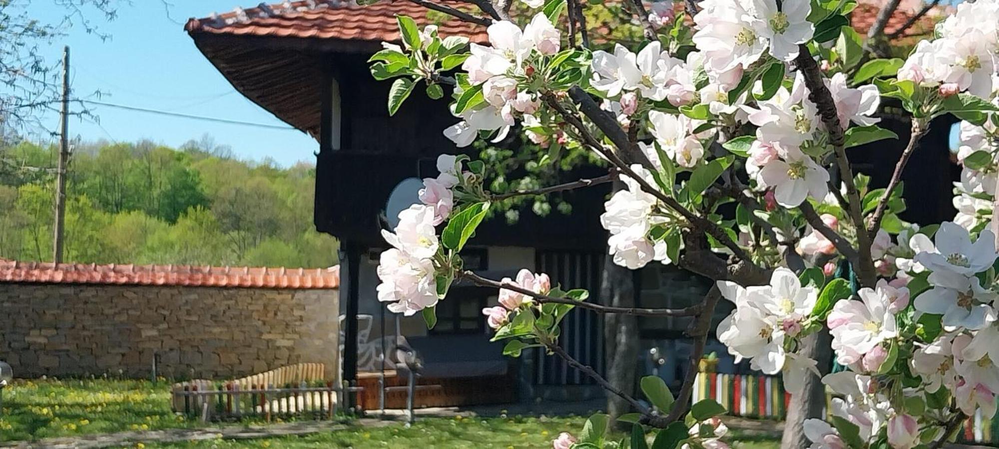 Kesta Za Gosti Roza Villa Elena Dış mekan fotoğraf